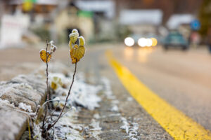 A frost-covered leaf by the roadside